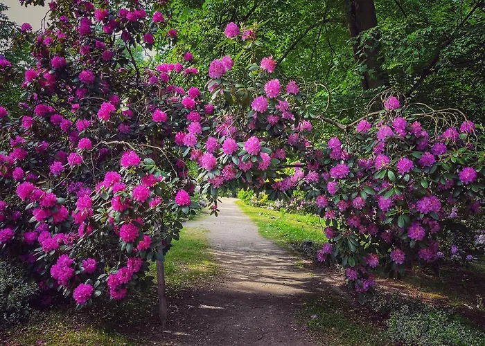 Filmowiec * Polanica-Zdroj